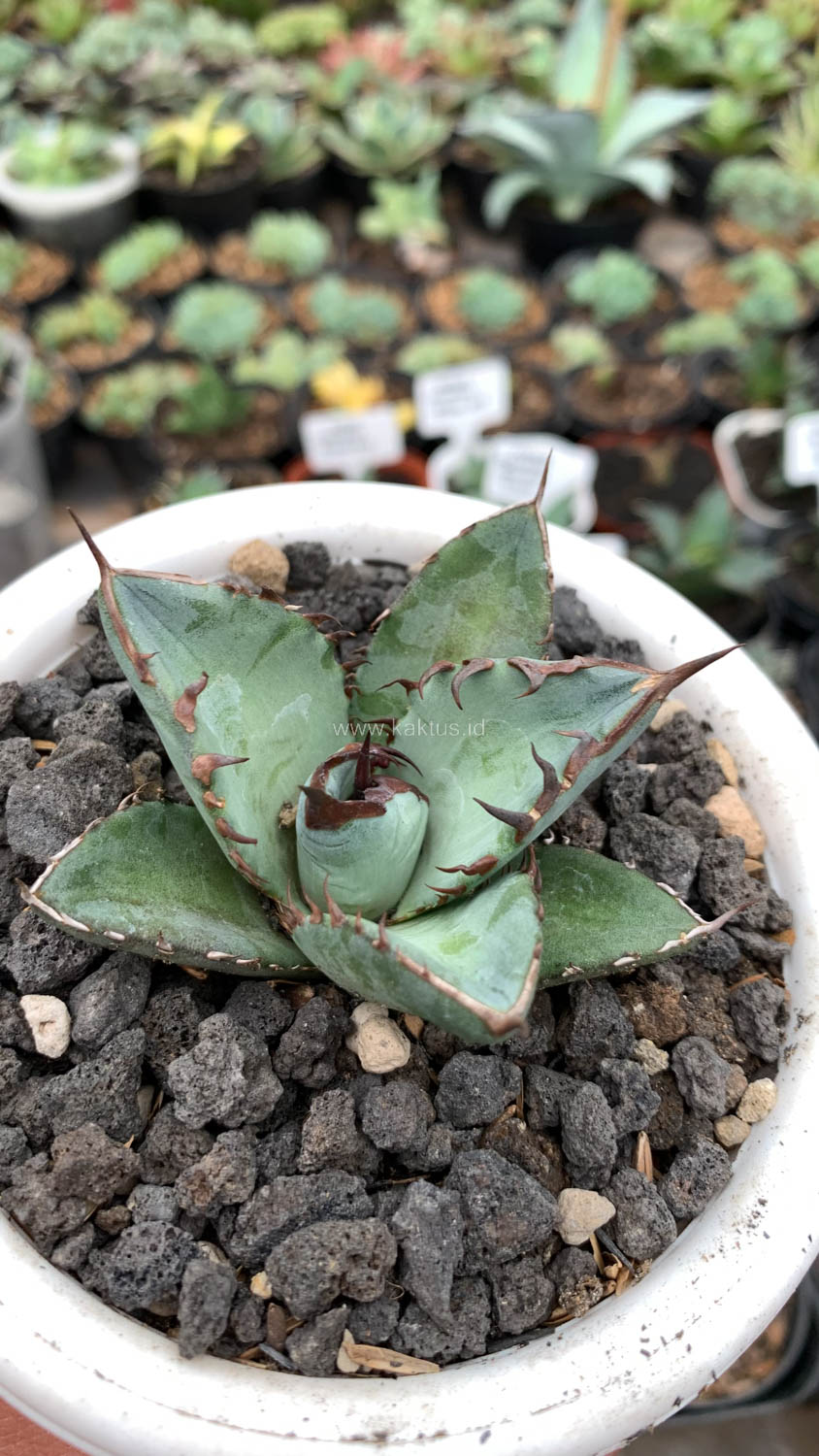 1072. Agave Black Fire - Image 3