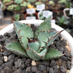 Alternative view of 1072. Agave Black Fire