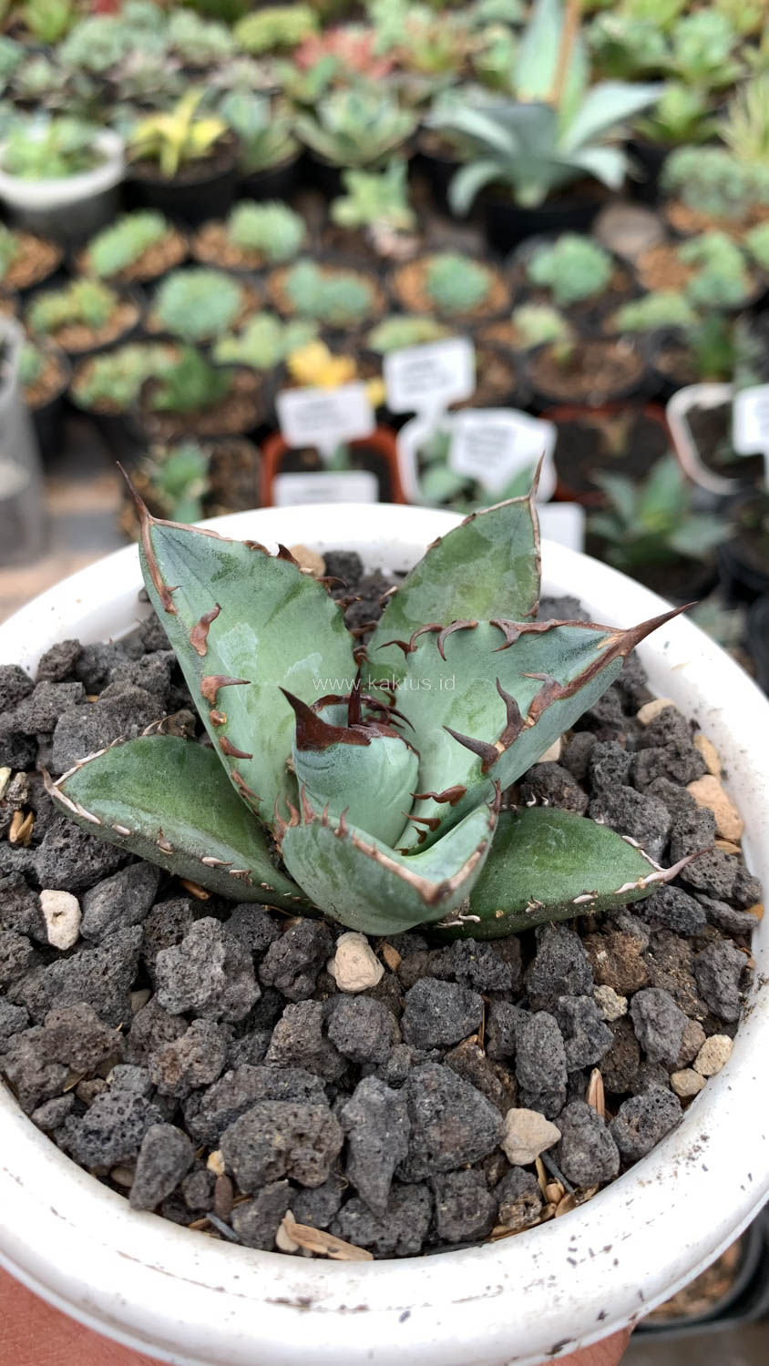 1072. Agave Black Fire - Image 2