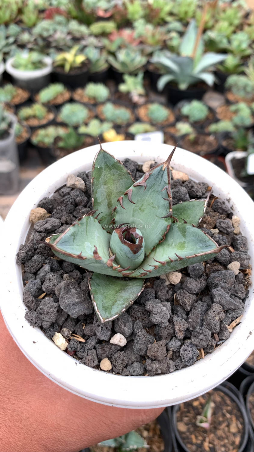 1072. Agave Black Fire - Image 9