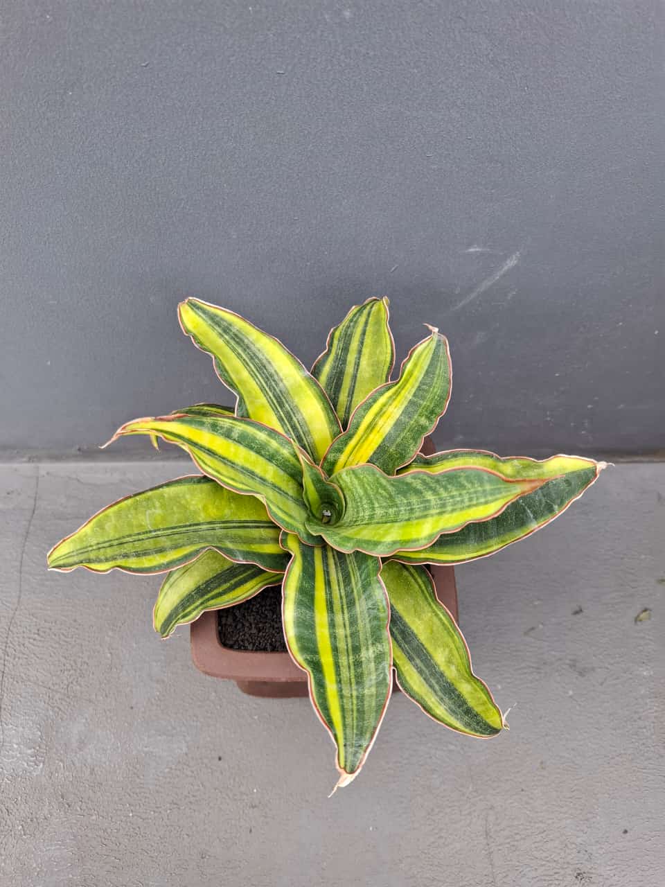 1073. Sansevieria Black Rose Variegated Size 22 Cm - Image 4