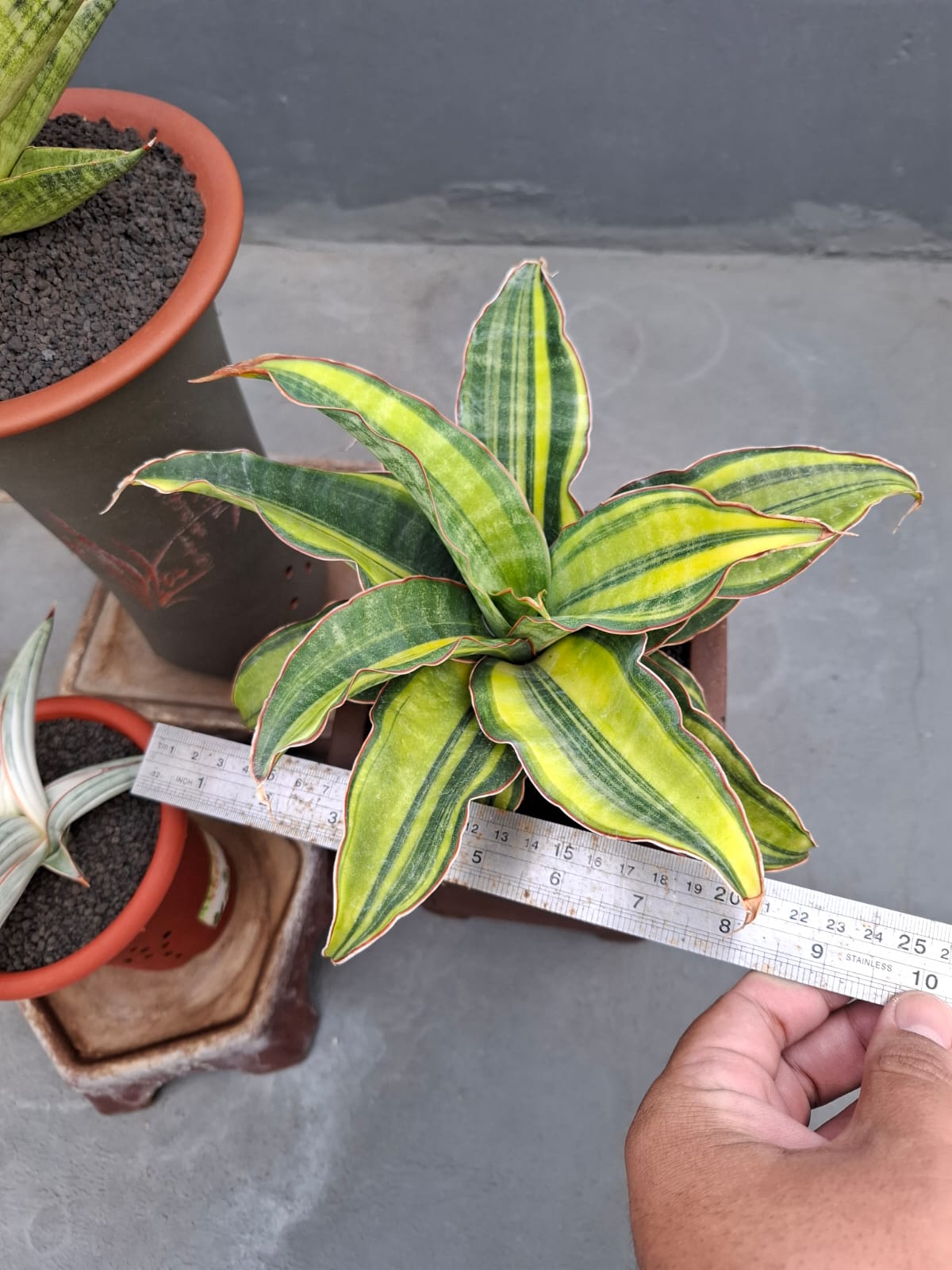 1073. Sansevieria Black Rose Variegated Size 22 Cm - Image 2