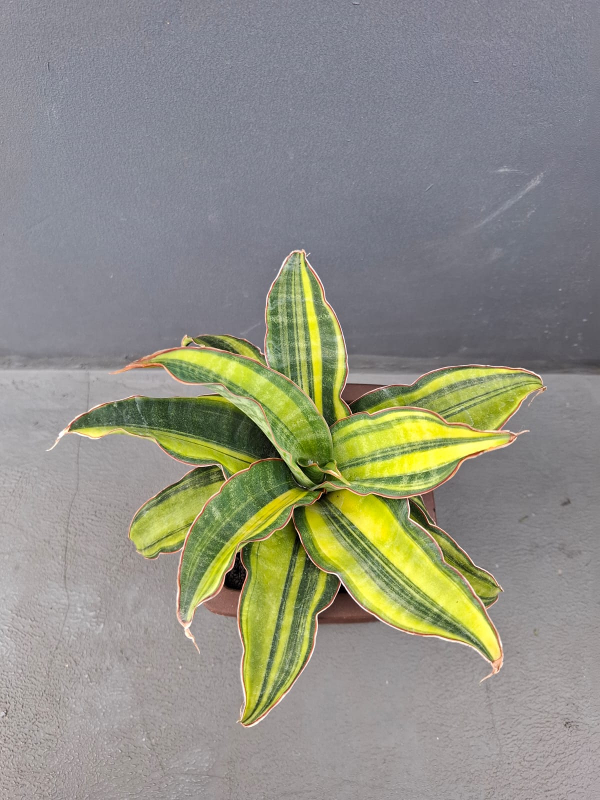 1073. Sansevieria Black Rose Variegated Size 22 Cm - Image 6