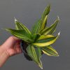 1073. Sansevieria Black Rose Variegated Size 22 Cm