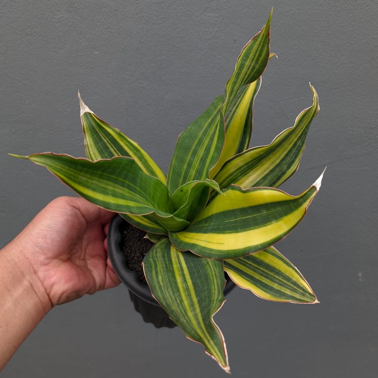 1073. Sansevieria Black Rose Variegated Size 22 Cm