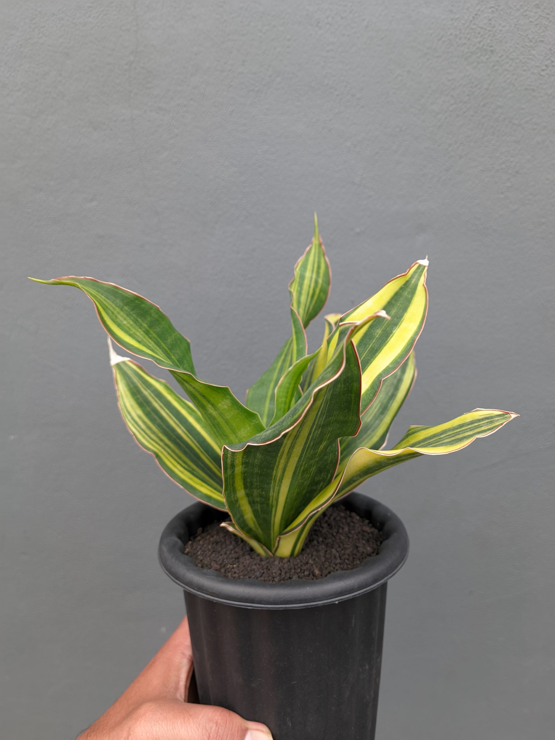 1073. Sansevieria Black Rose Variegated Size 22 Cm - Image 13
