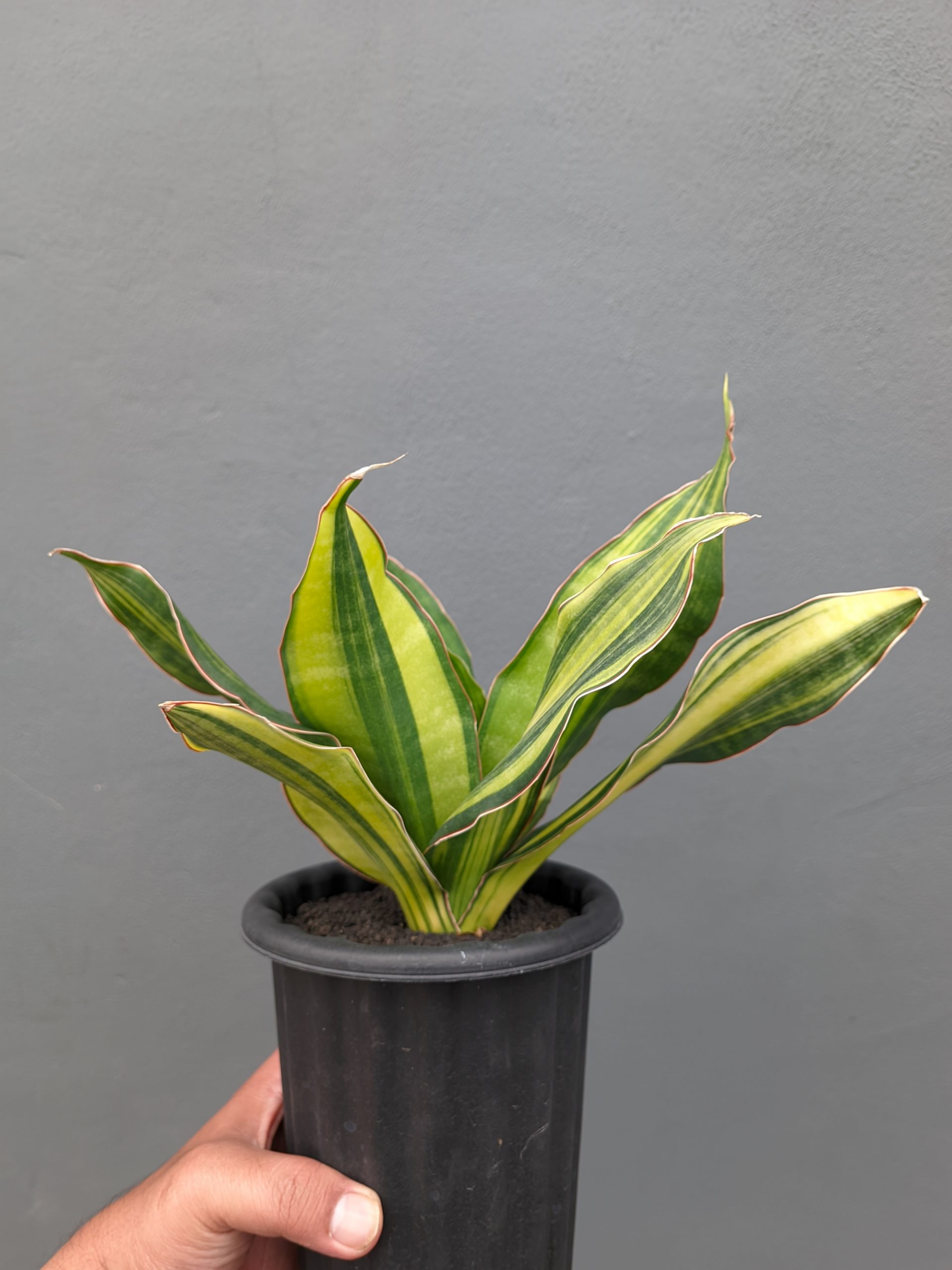 1073. Sansevieria Black Rose Variegated Size 22 Cm - Image 14