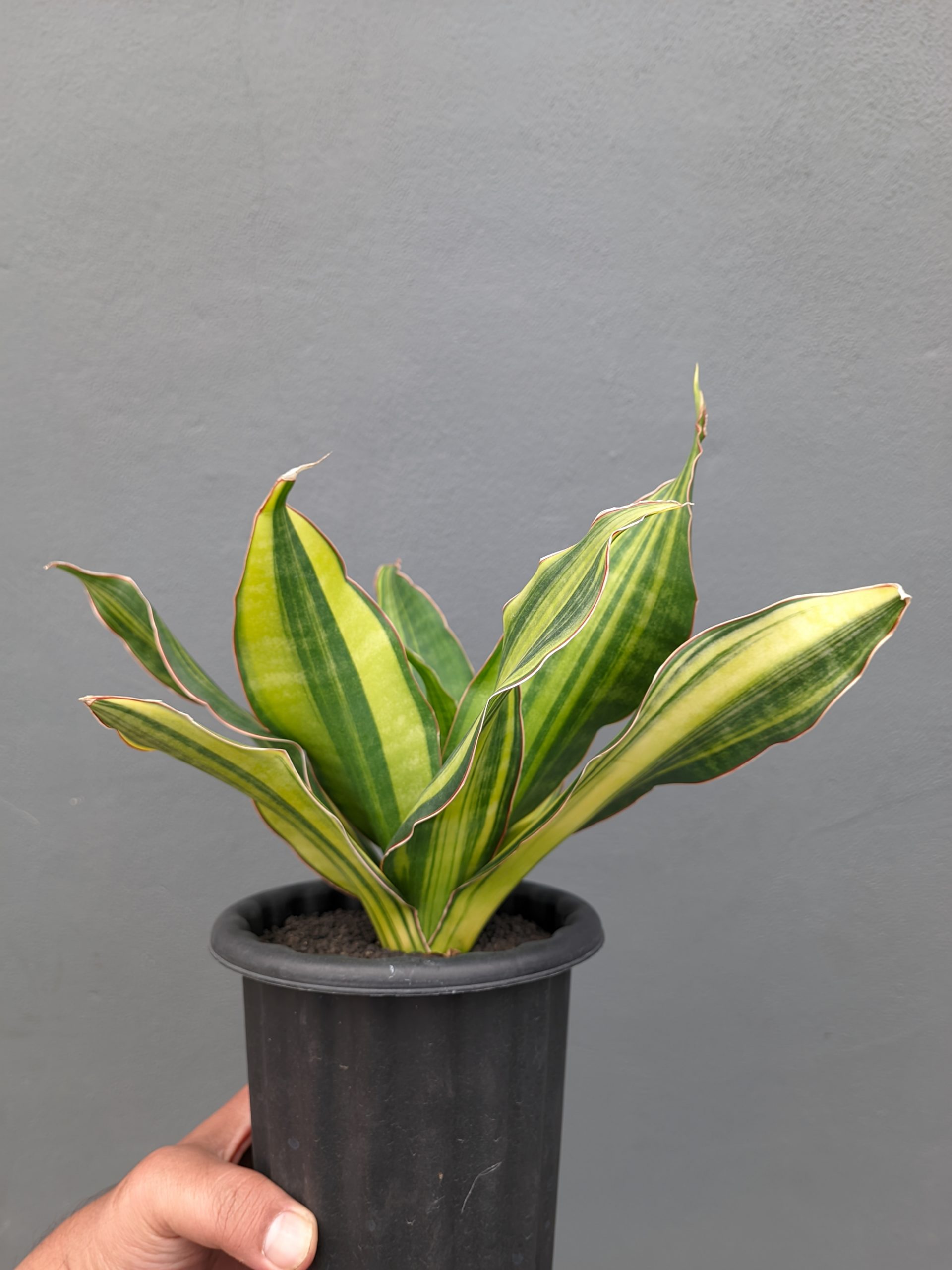 1073. Sansevieria Black Rose Variegated Size 22 Cm - Image 15