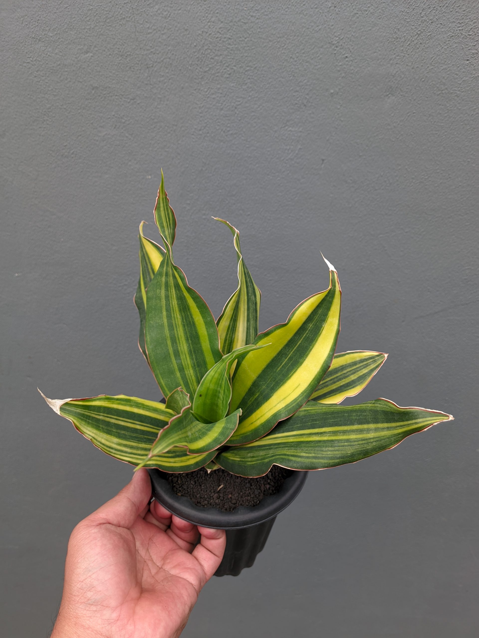 1073. Sansevieria Black Rose Variegated Size 22 Cm - Image 7