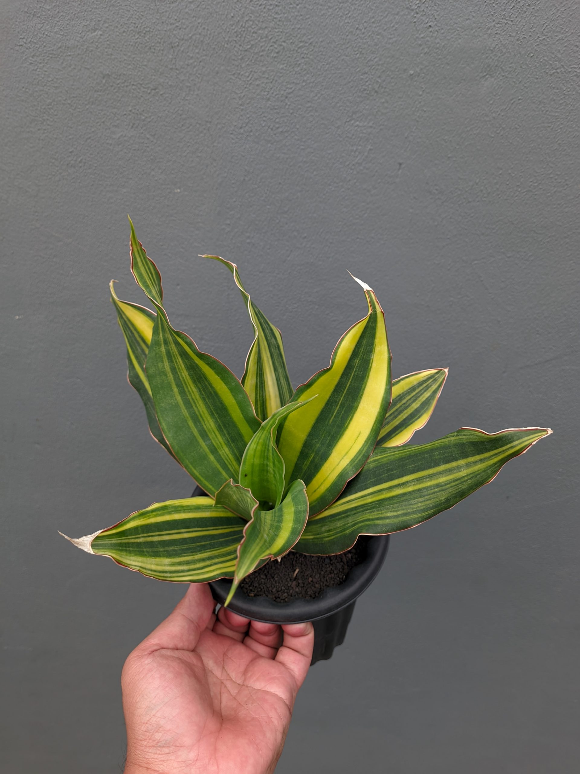 1073. Sansevieria Black Rose Variegated Size 22 Cm - Image 8