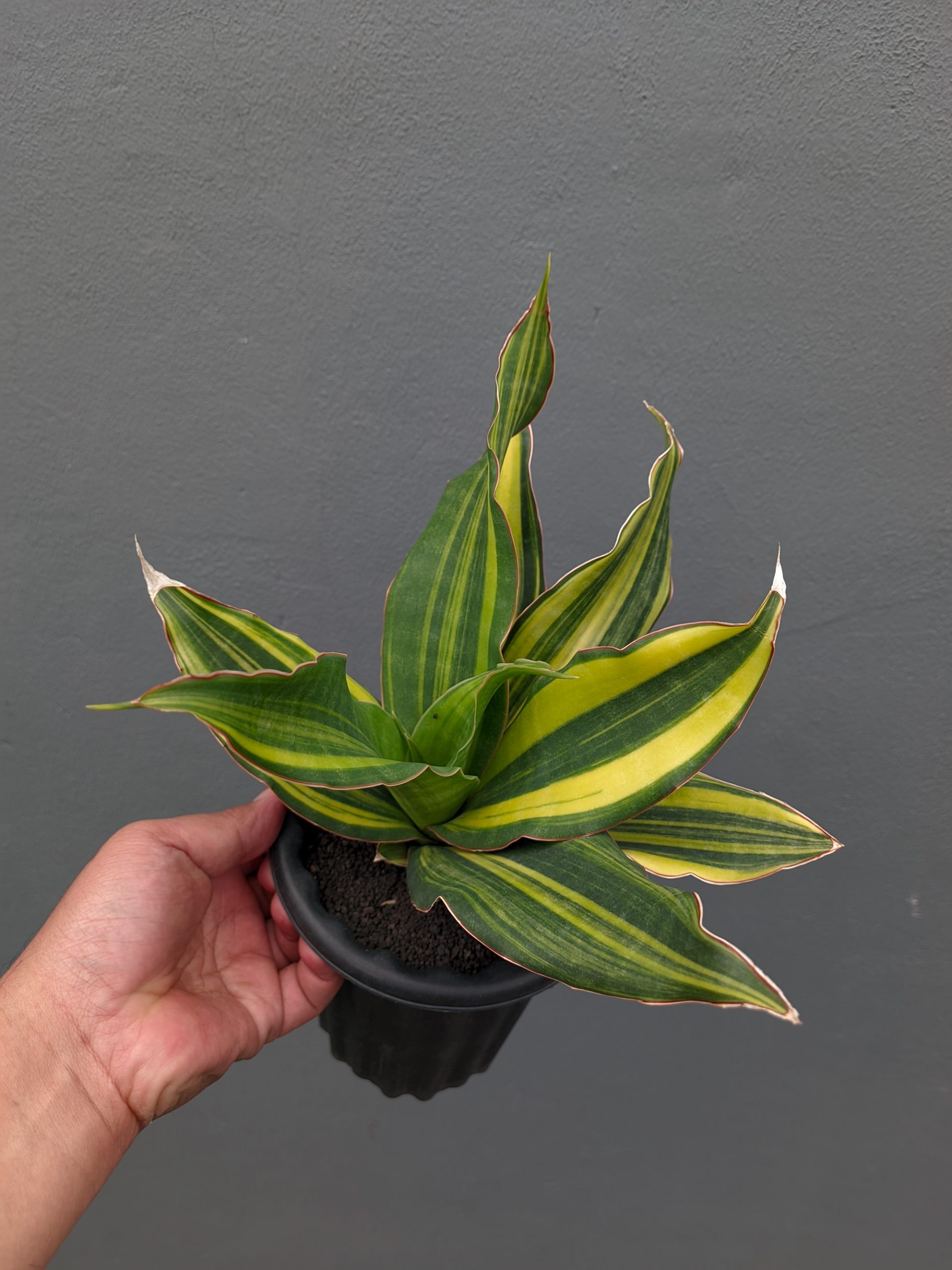 1073. Sansevieria Black Rose Variegated Size 22 Cm - Image 3