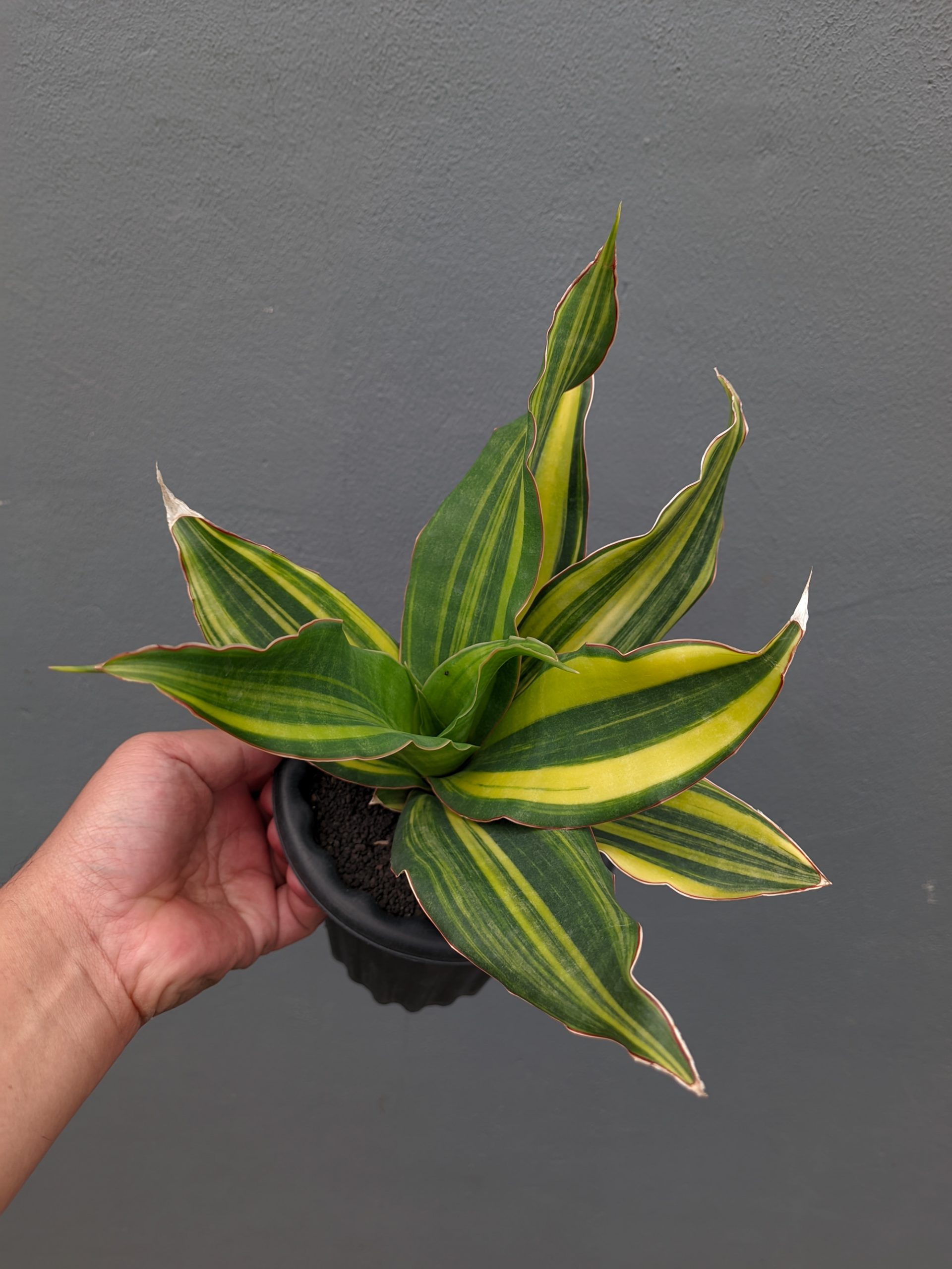 1073. Sansevieria Black Rose Variegated Size 22 Cm - Image 5