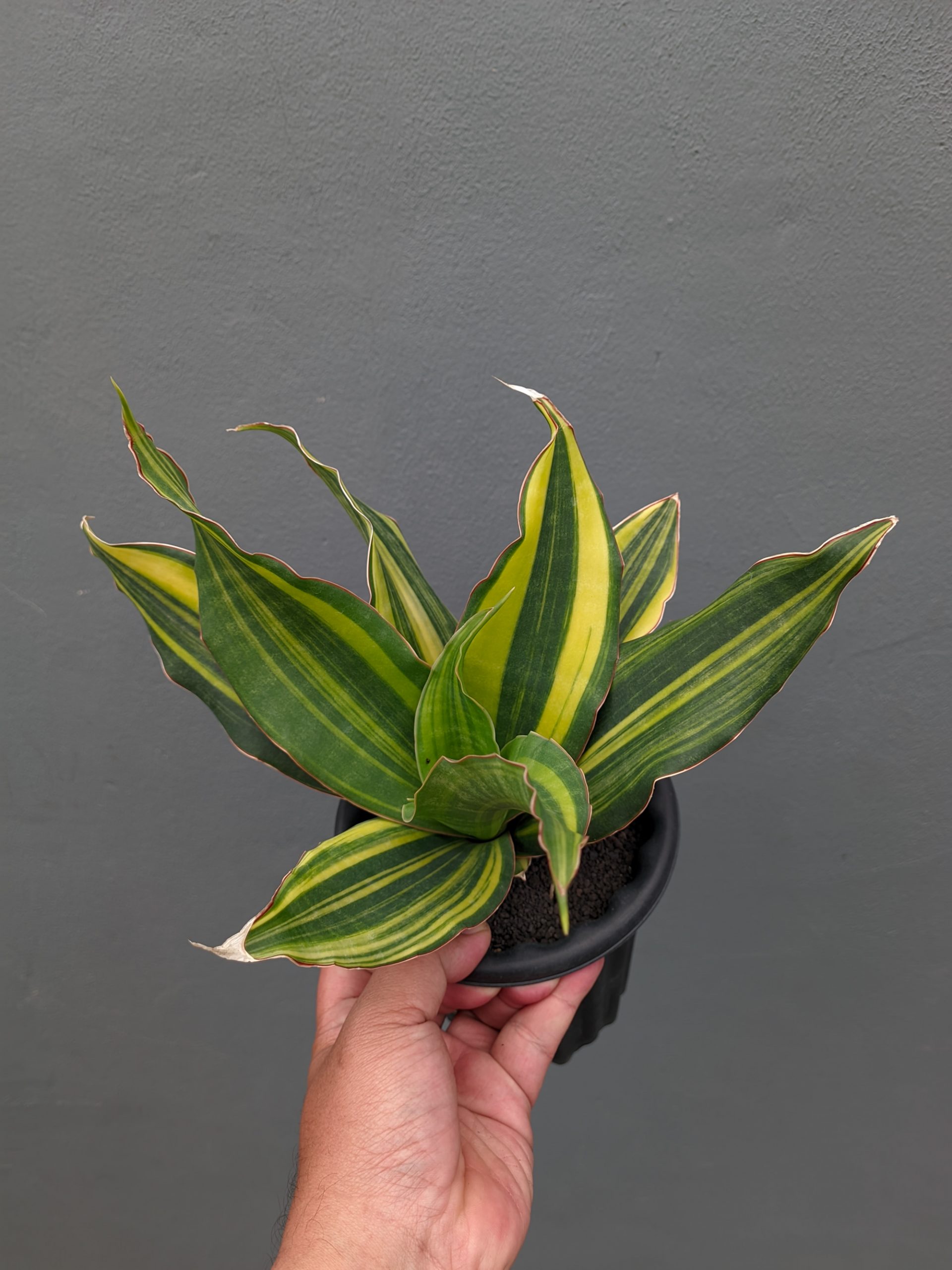 1073. Sansevieria Black Rose Variegated Size 22 Cm - Image 9