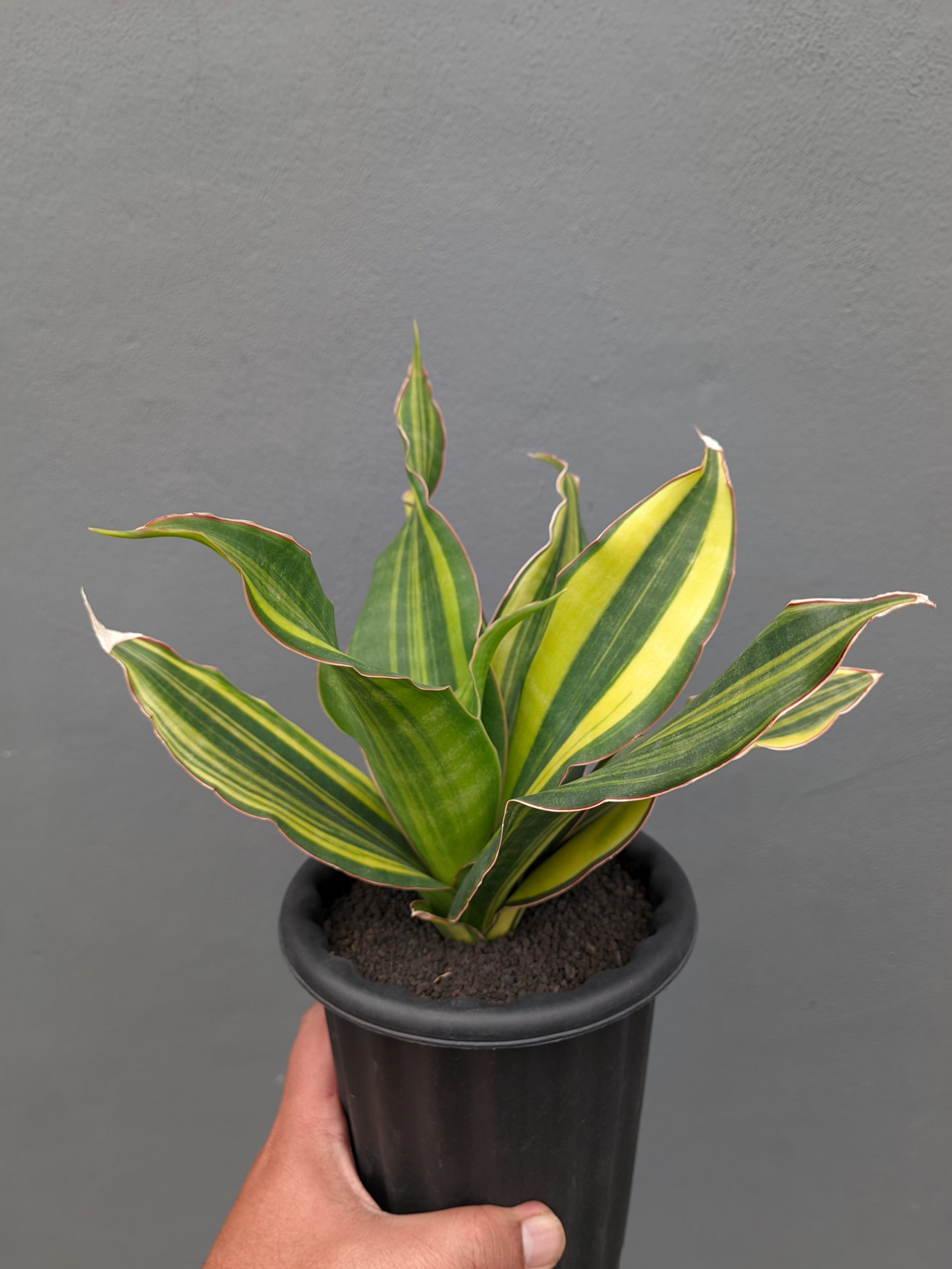 1073. Sansevieria Black Rose Variegated Size 22 Cm - Image 10