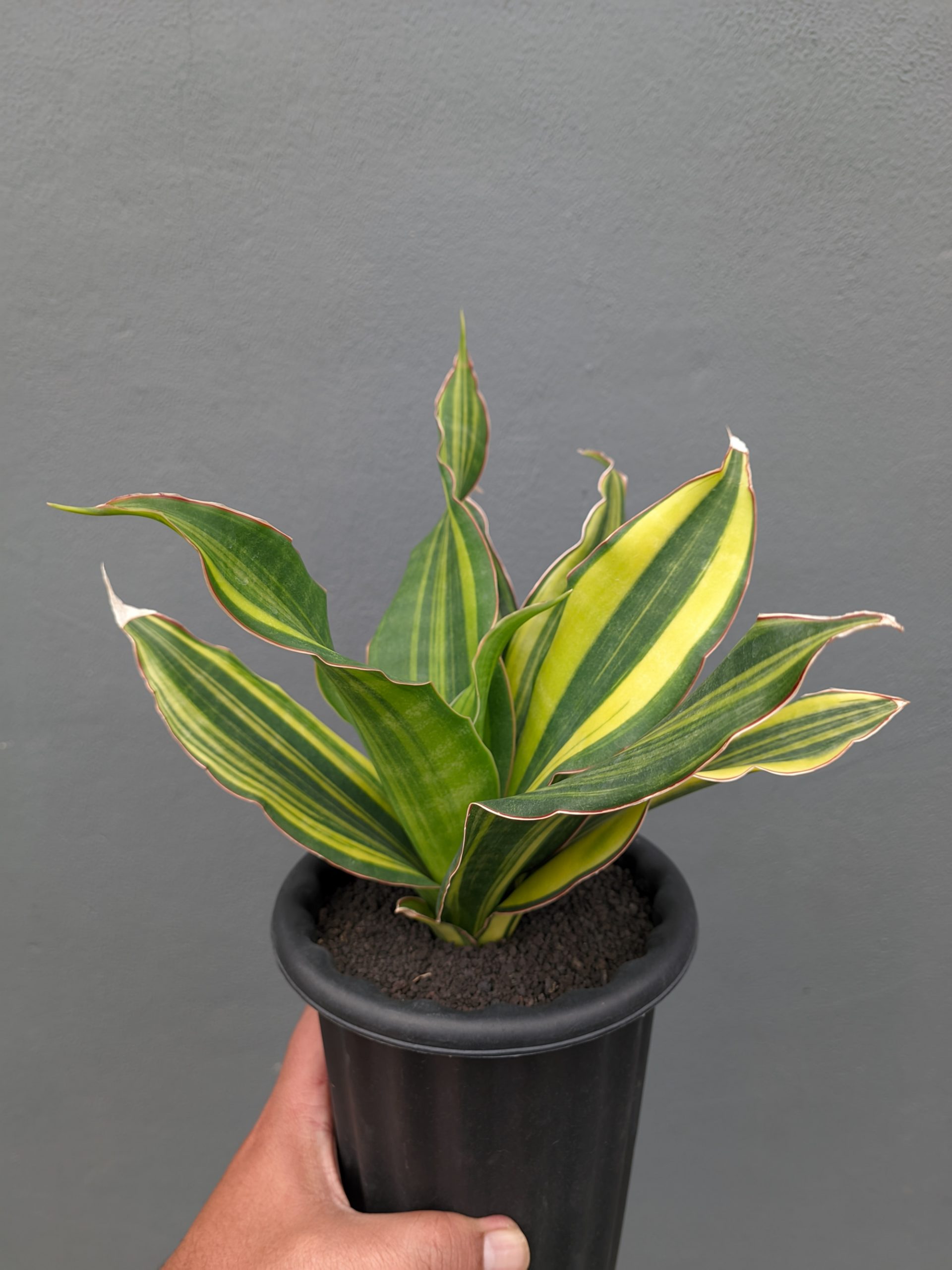 1073. Sansevieria Black Rose Variegated Size 22 Cm - Image 11