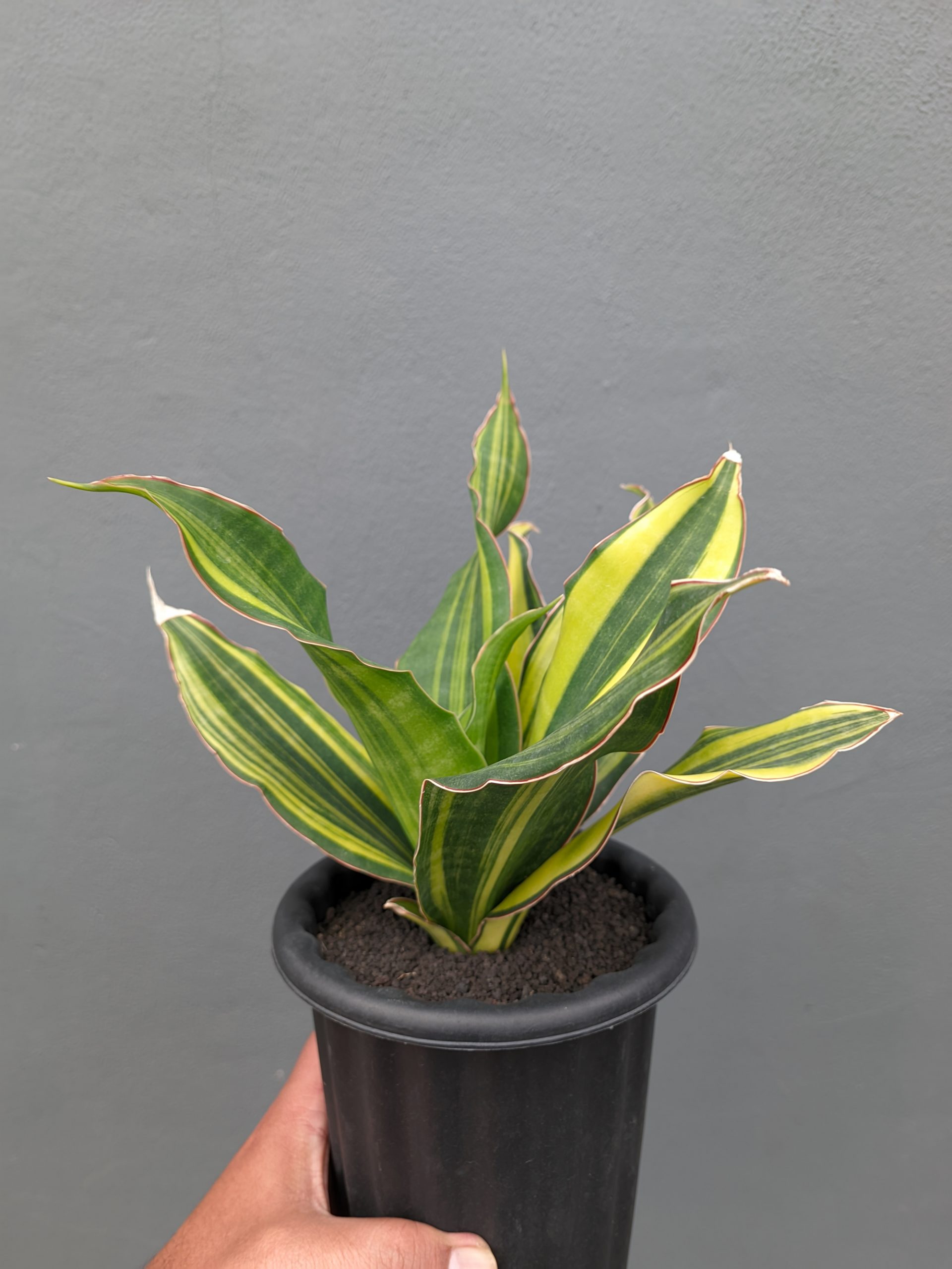 1073. Sansevieria Black Rose Variegated Size 22 Cm - Image 12