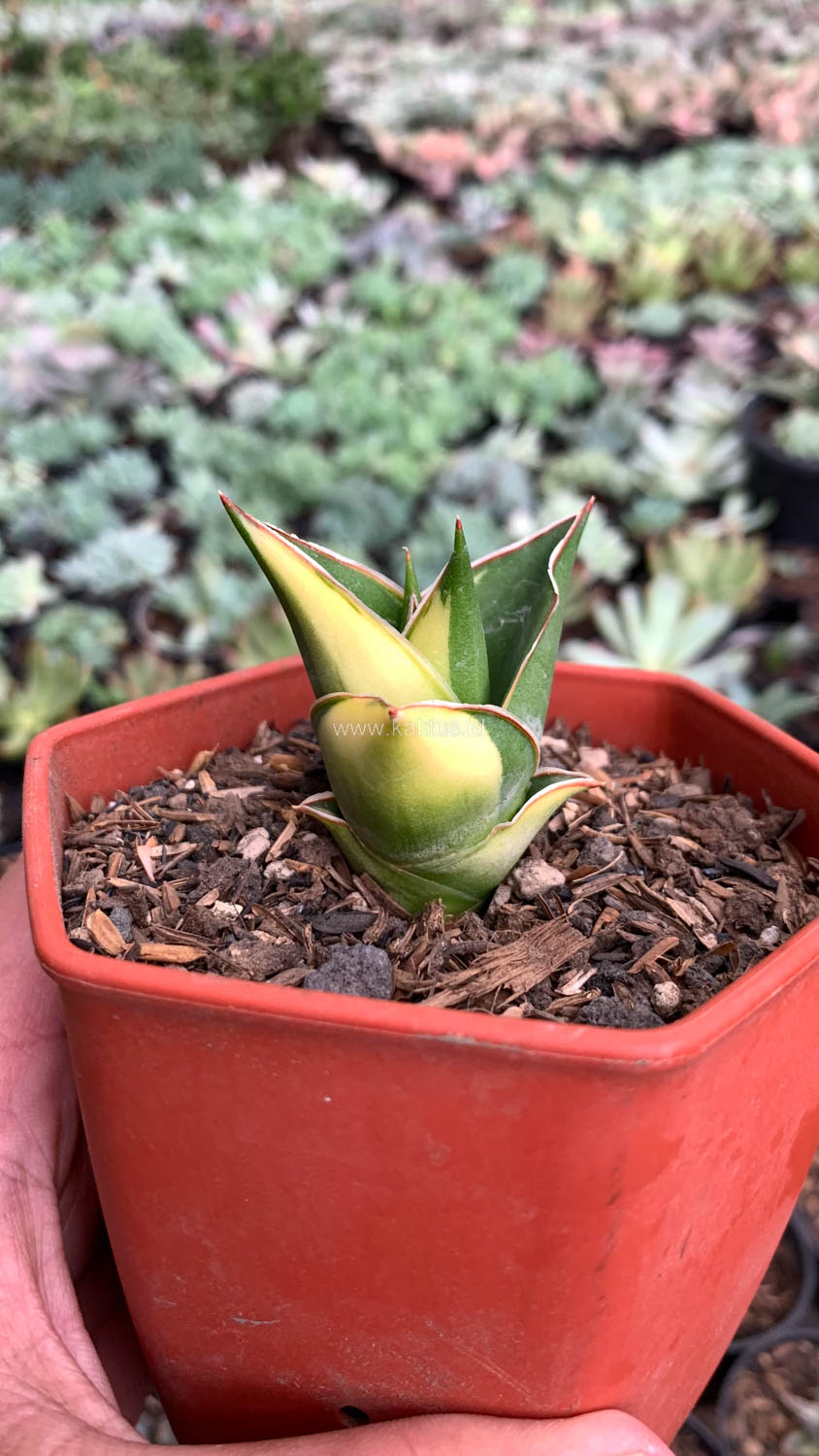 1074. Sansevieria Tower Hybrid Variegated - Image 6