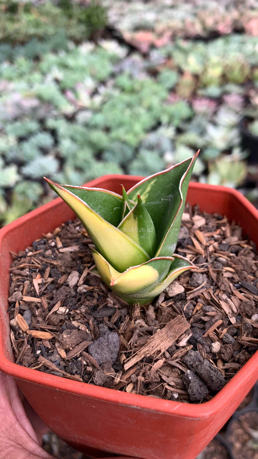 1074. Sansevieria Tower Hybrid Variegated - Image 5