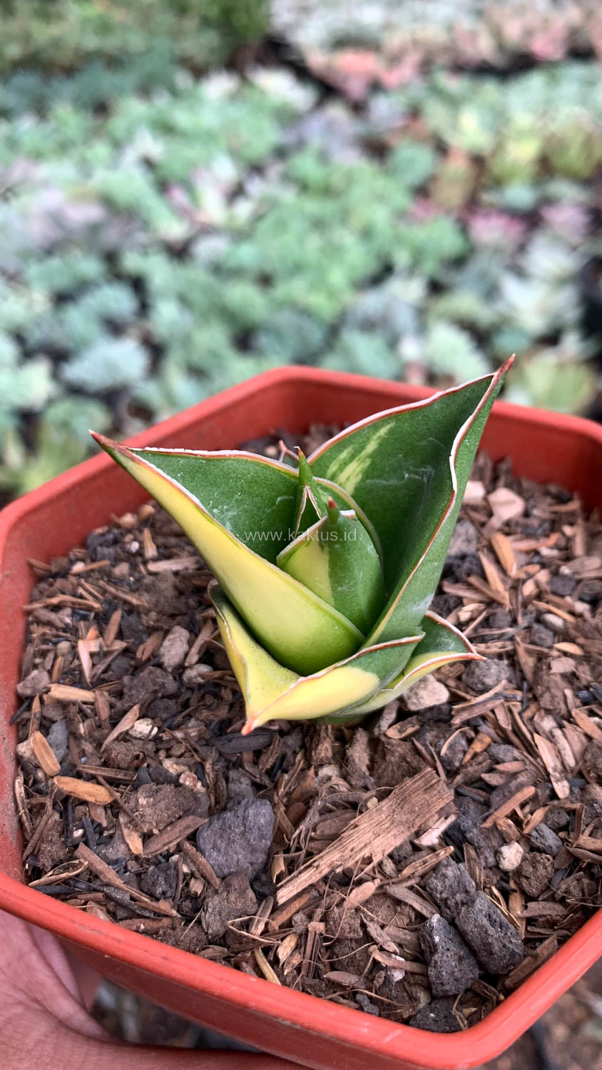 1074. Sansevieria Tower Hybrid Variegated - Image 4