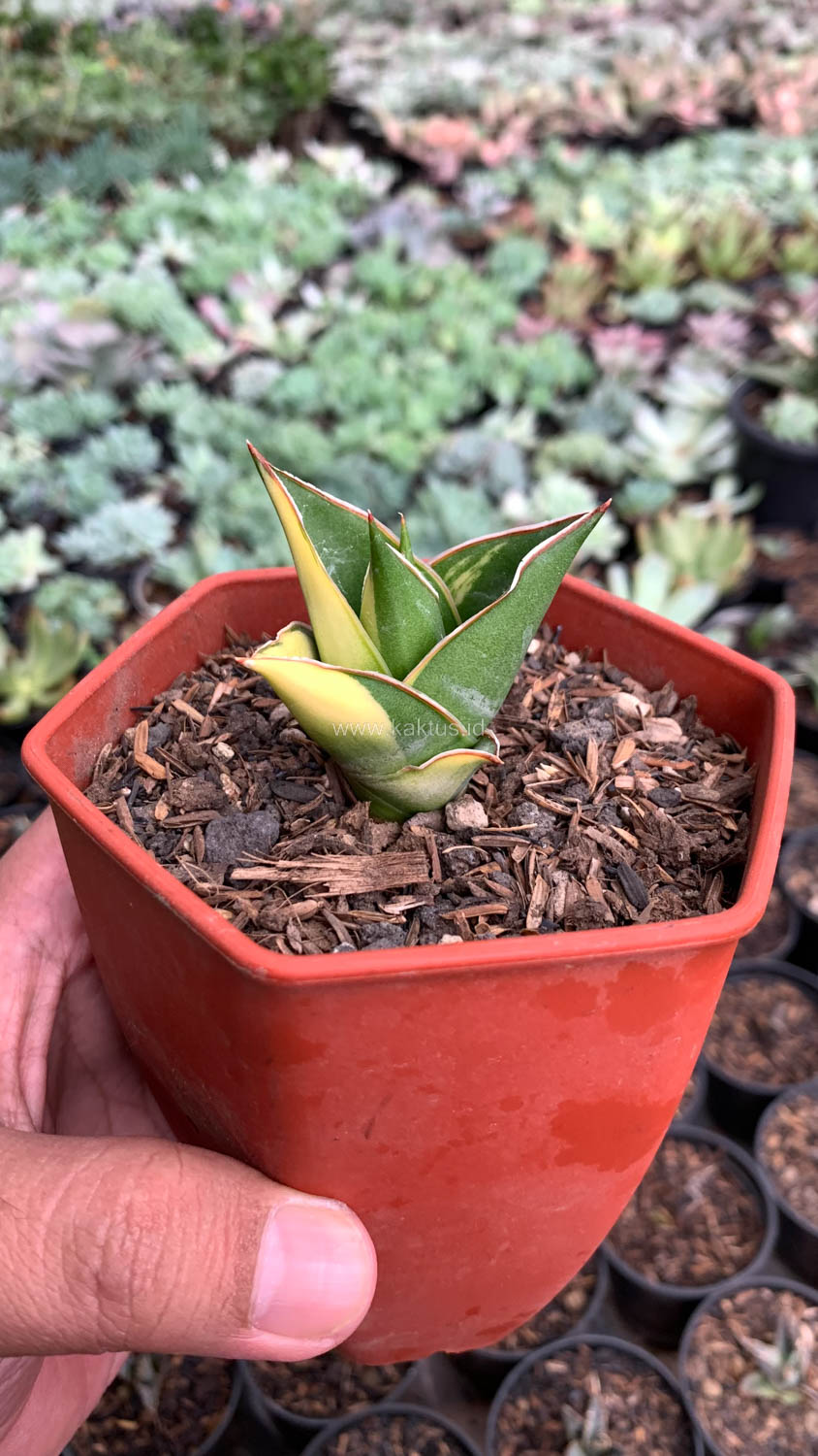 1074. Sansevieria Tower Hybrid Variegated - Image 3