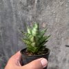 1075. Sansevieria Blue Tower Hybrid