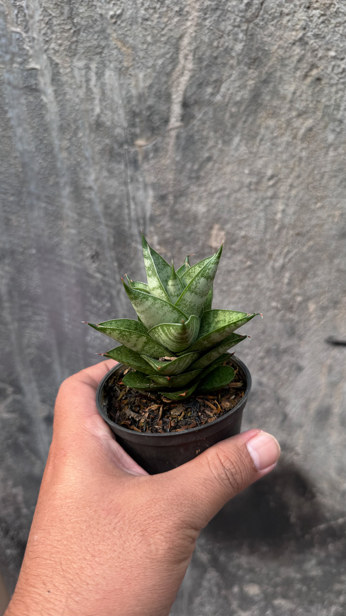 1075. Sansevieria Blue Tower Hybrid - Image 12
