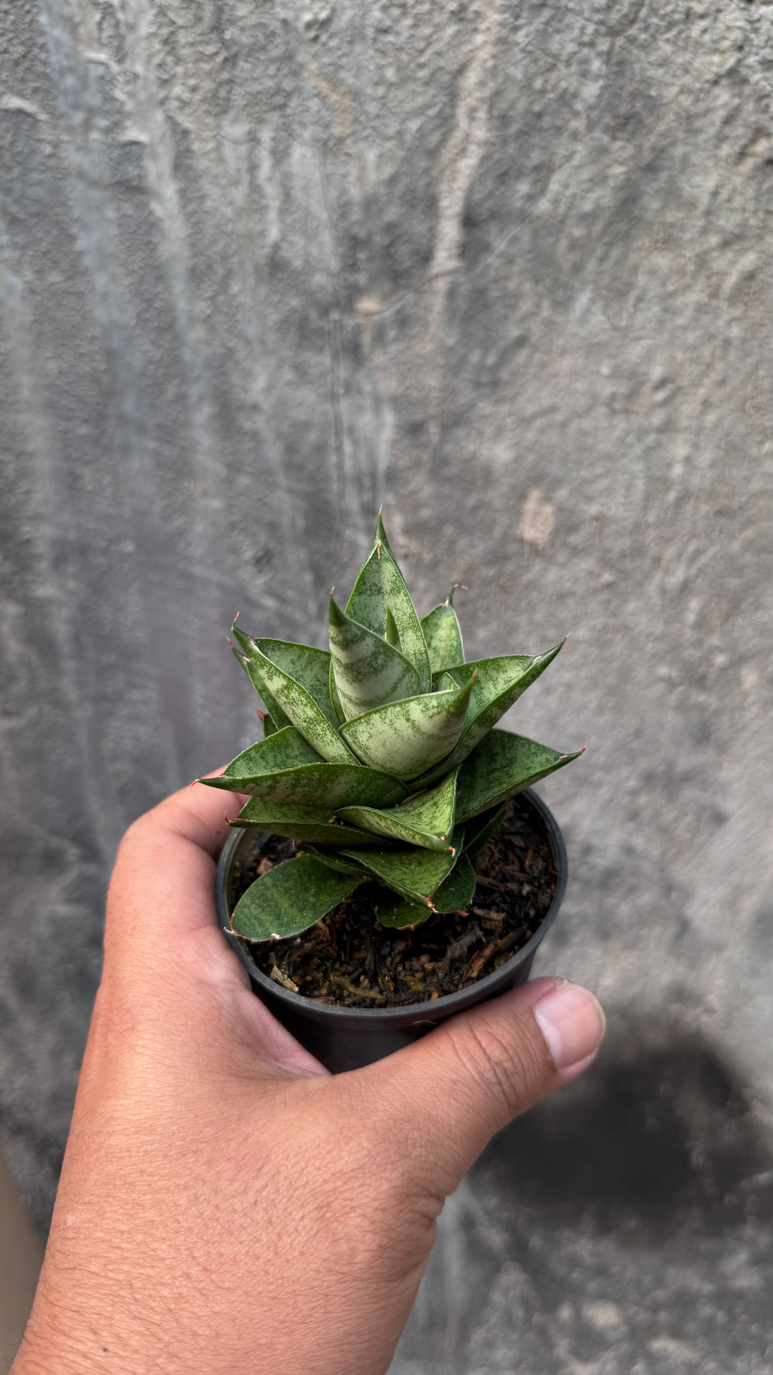 1075. Sansevieria Blue Tower Hybrid - Image 11