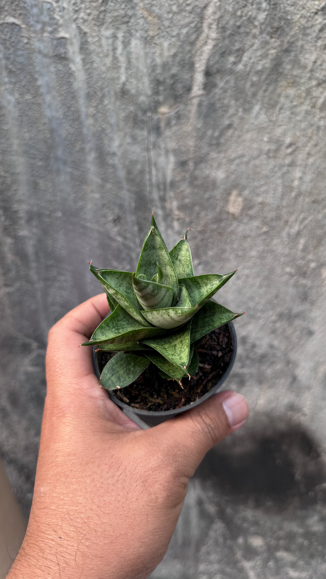 1075. Sansevieria Blue Tower Hybrid - Image 9