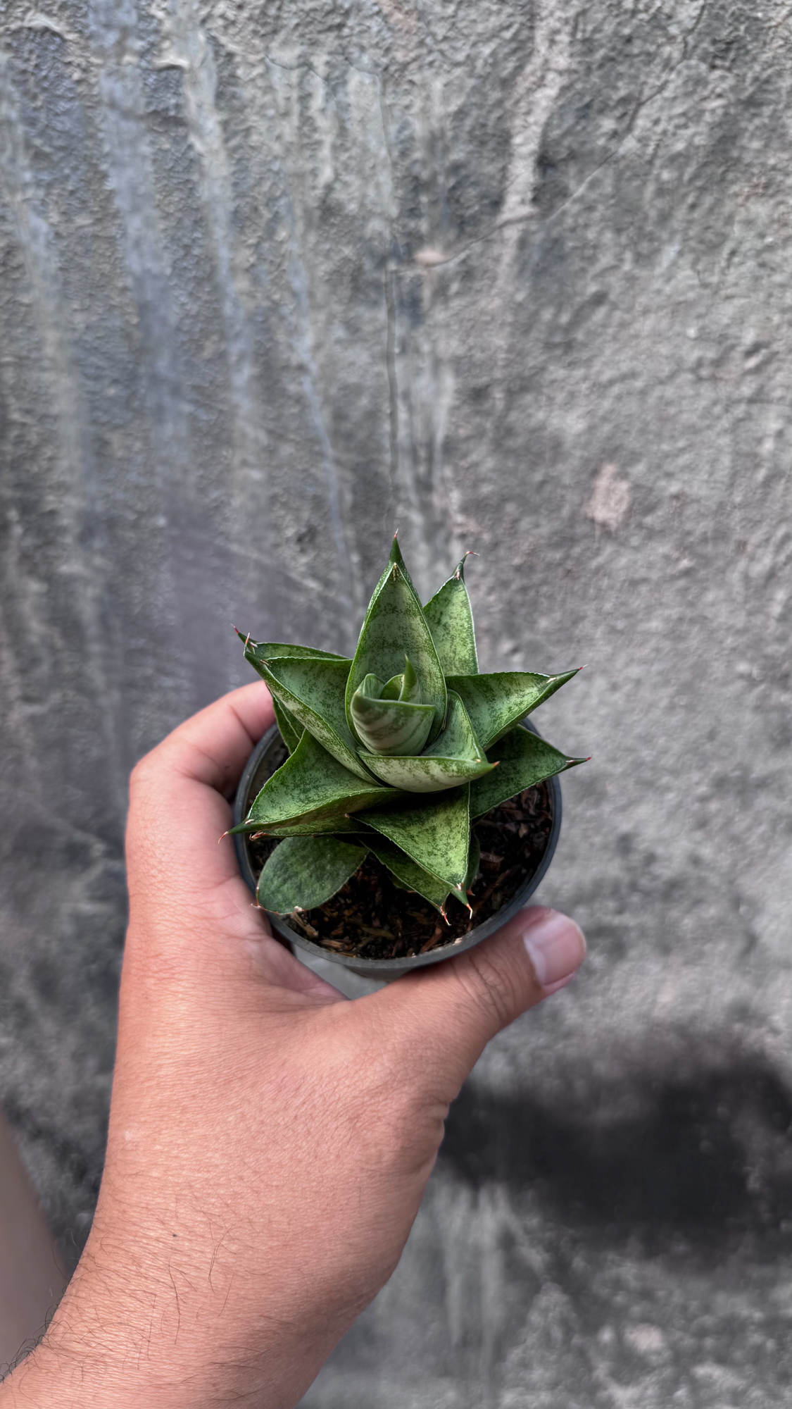 1075. Sansevieria Blue Tower Hybrid - Image 7