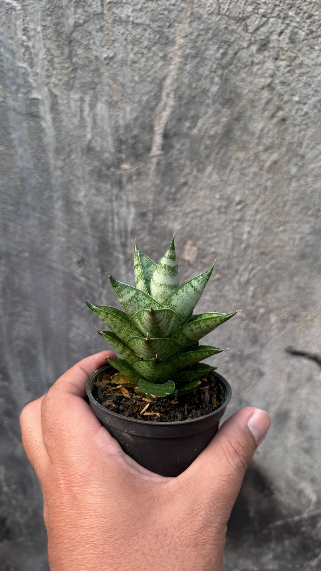 1075. Sansevieria Blue Tower Hybrid - Image 5