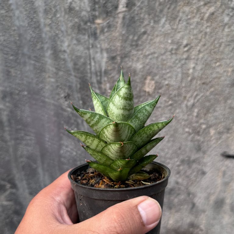 1075. Sansevieria Blue Tower Hybrid