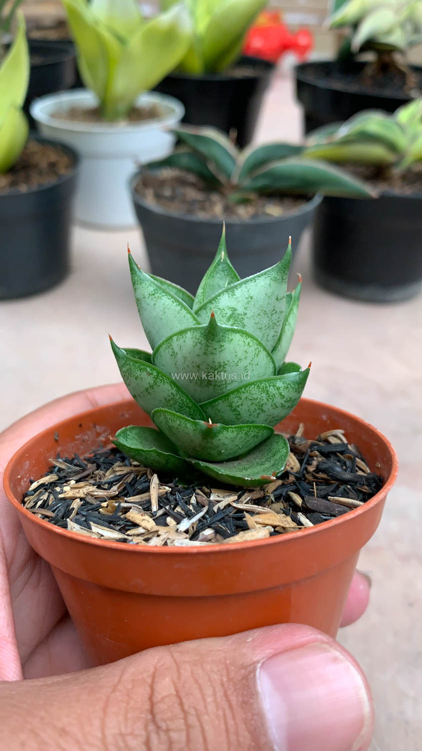 1075. Sansevieria Blue Tower Hybrid - Image 4