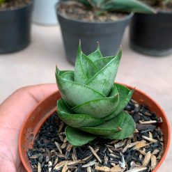 Alternative view of 1075. Sansevieria Blue Tower Hybrid