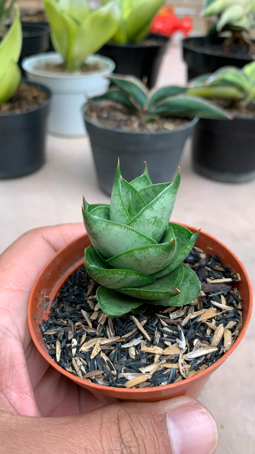 1075. Sansevieria Blue Tower Hybrid - Image 2