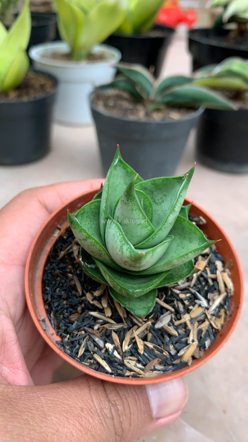 1075. Sansevieria Blue Tower Hybrid - Image 6