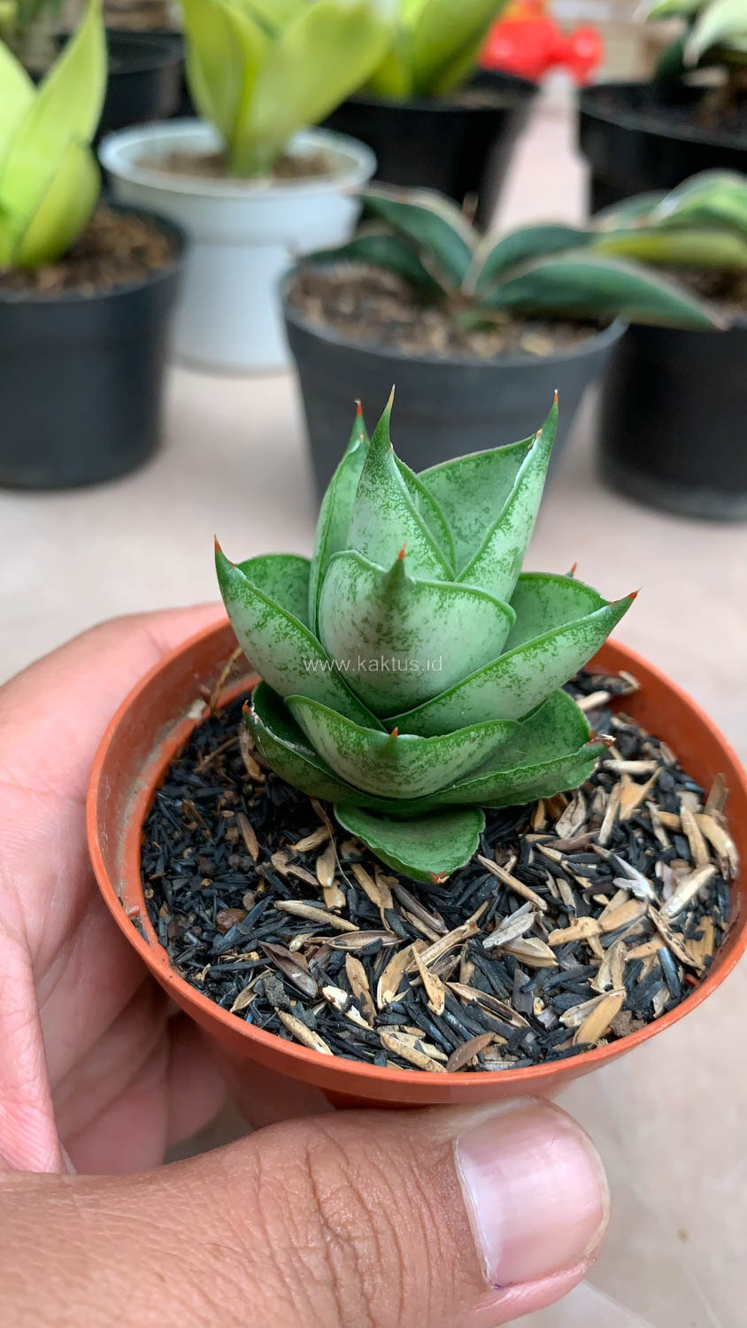 1075. Sansevieria Blue Tower Hybrid - Image 8