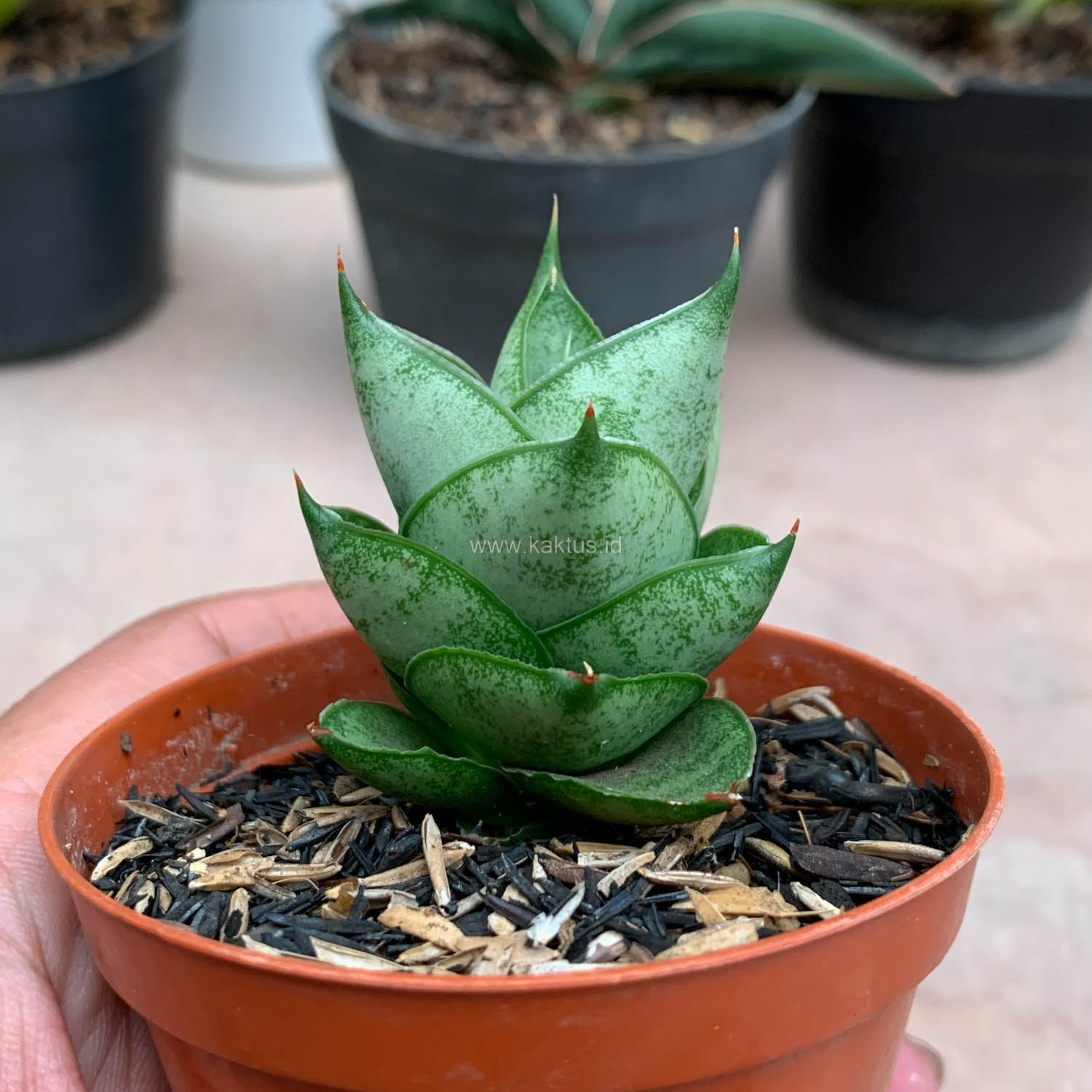 1075. Sansevieria Blue Tower Hybrid - Image 10