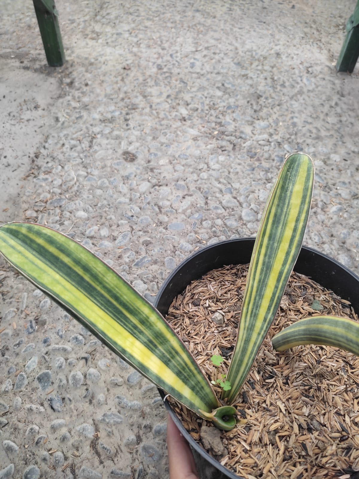 1076. Sansevieria Baseball Variegated - Image 20