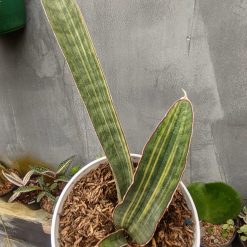Alternative view of 1076. Sansevieria Baseball Variegated