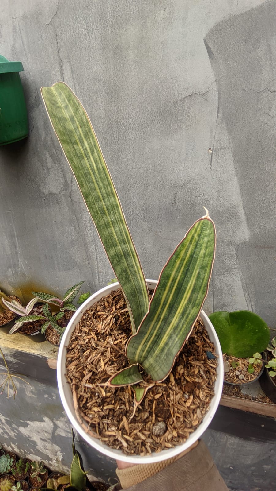 1076. Sansevieria Baseball Variegated - Image 2