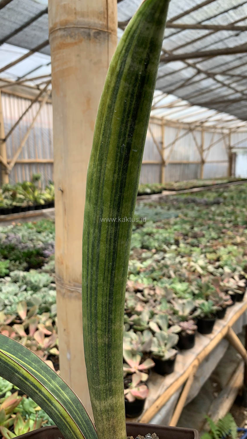 1076. Sansevieria Baseball Variegated - Image 15