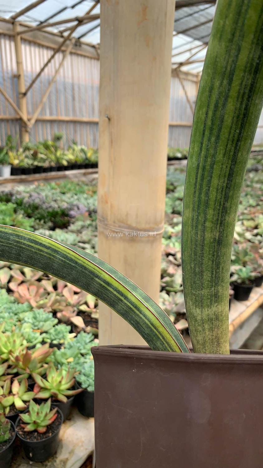 1076. Sansevieria Baseball Variegated - Image 14