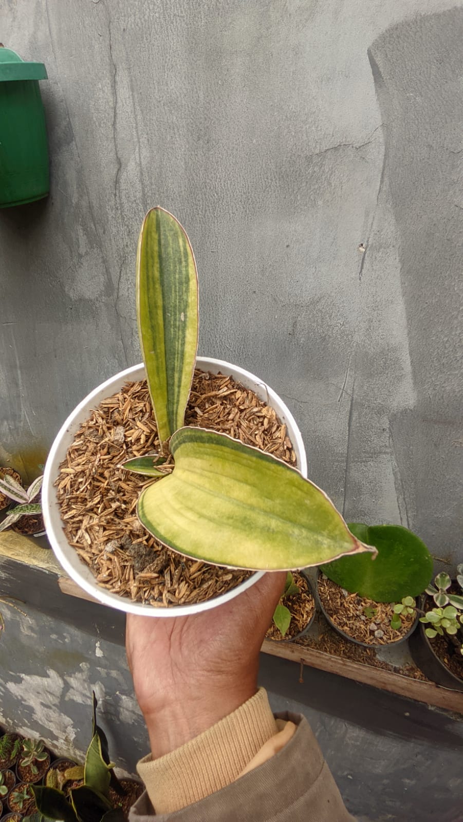 1076. Sansevieria Baseball Variegated - Image 6