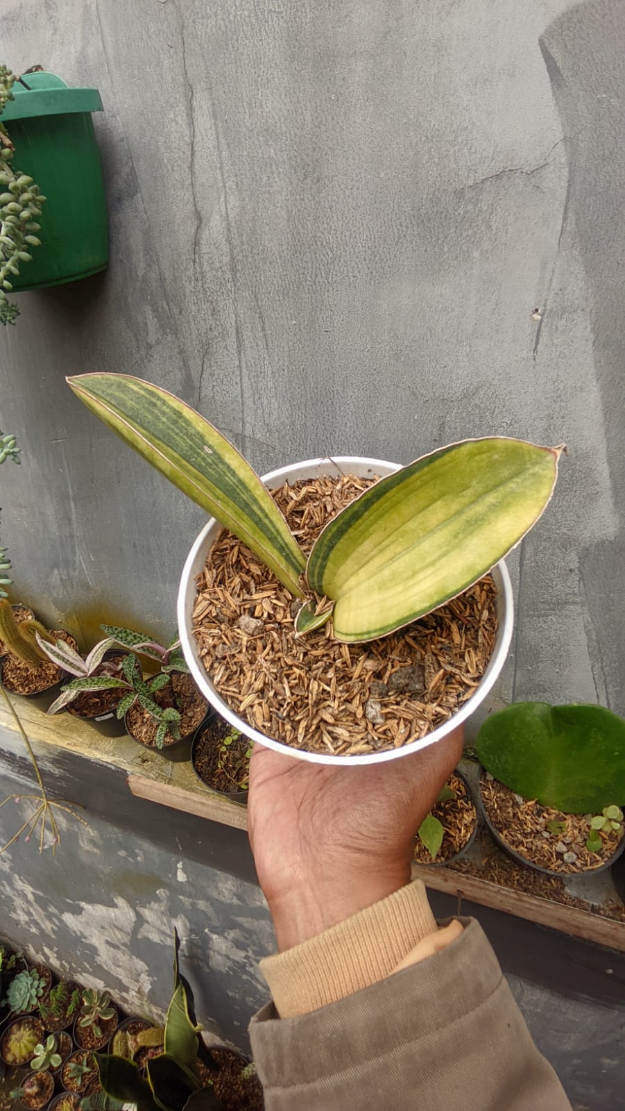 1076. Sansevieria Baseball Variegated - Image 3
