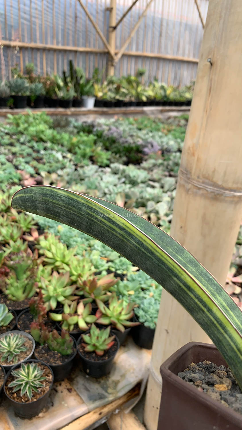 1076. Sansevieria Baseball Variegated - Image 13