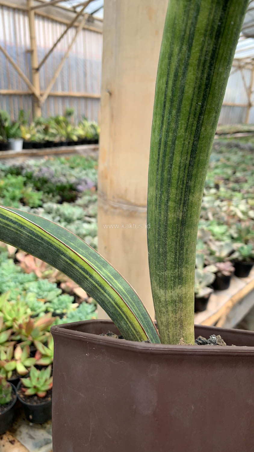 1076. Sansevieria Baseball Variegated - Image 12