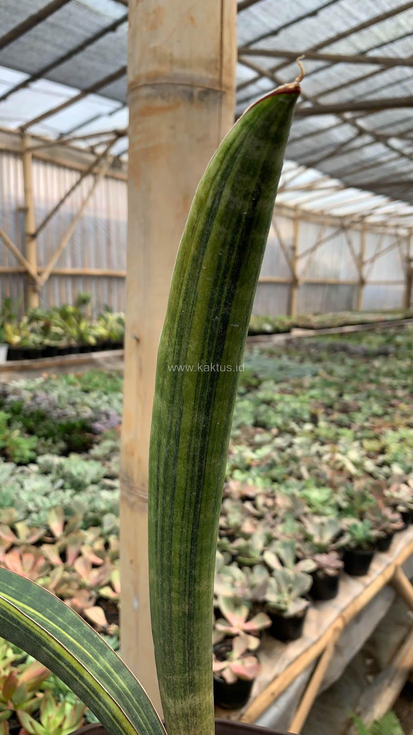 1076. Sansevieria Baseball Variegated - Image 8
