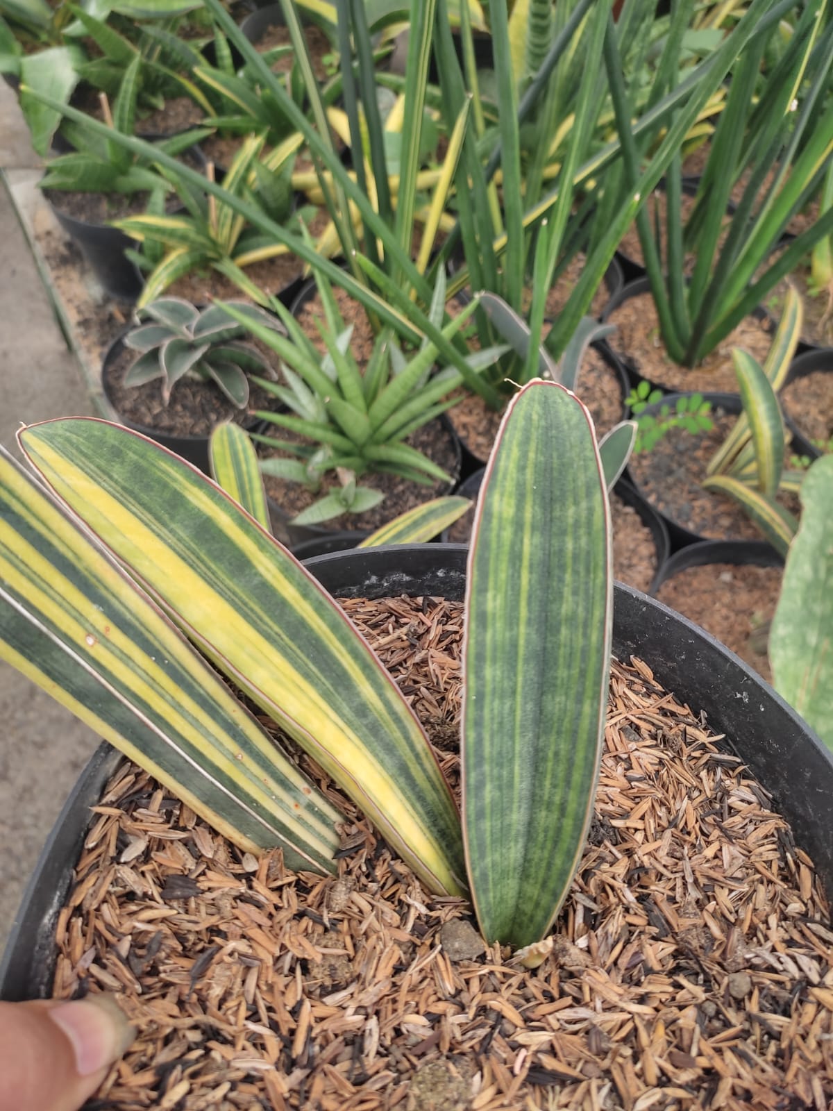 1076. Sansevieria Baseball Variegated - Image 10
