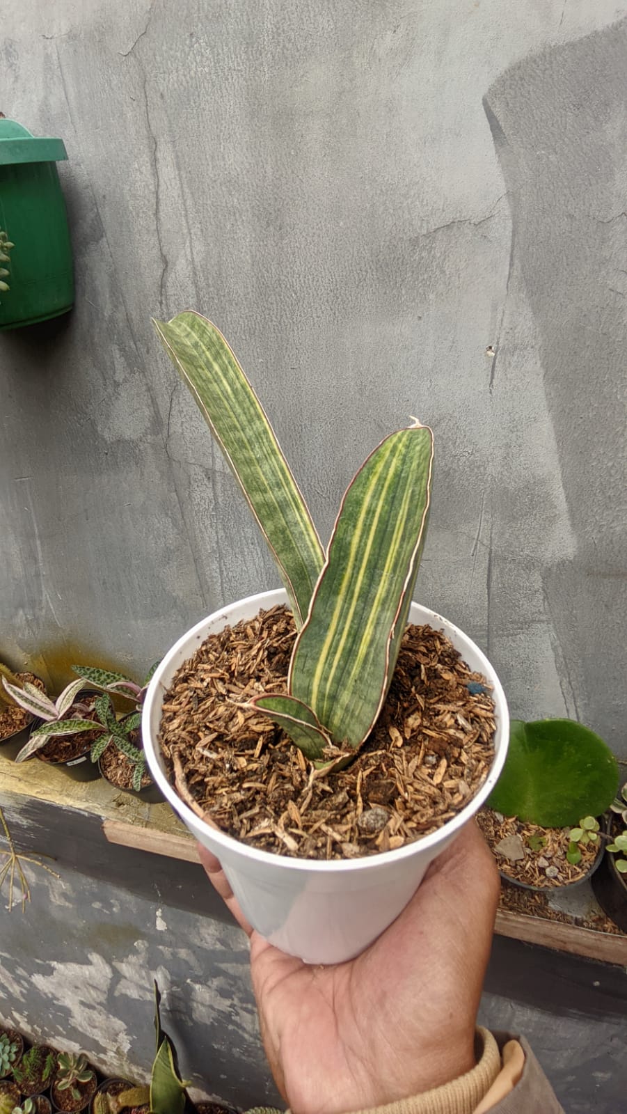 1076. Sansevieria Baseball Variegated - Image 7