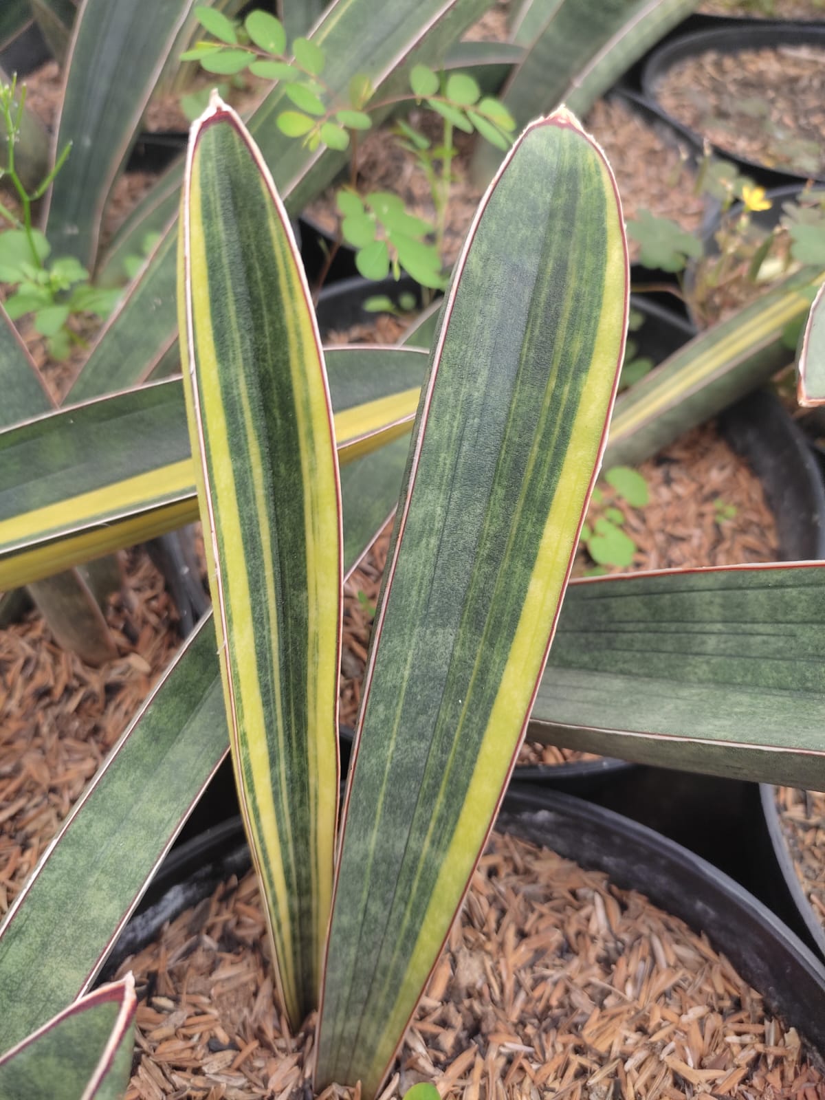 1076. Sansevieria Baseball Variegated - Image 9